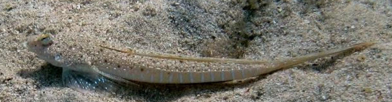 Callionymus pusillus_0311